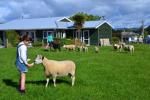 Feeding sheep behind&nbsp;units