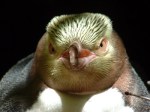 Yellow-eyed penguin