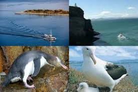 dunedin wildlife montage